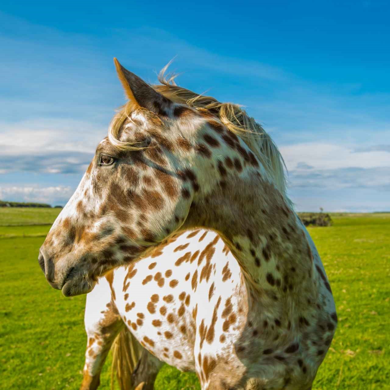 Guia de Raças: Appaloosa