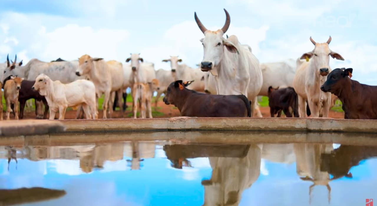 Água limpa e de qualidade é um dos cuidados com os animais na Fazenda Piraputanga 2.